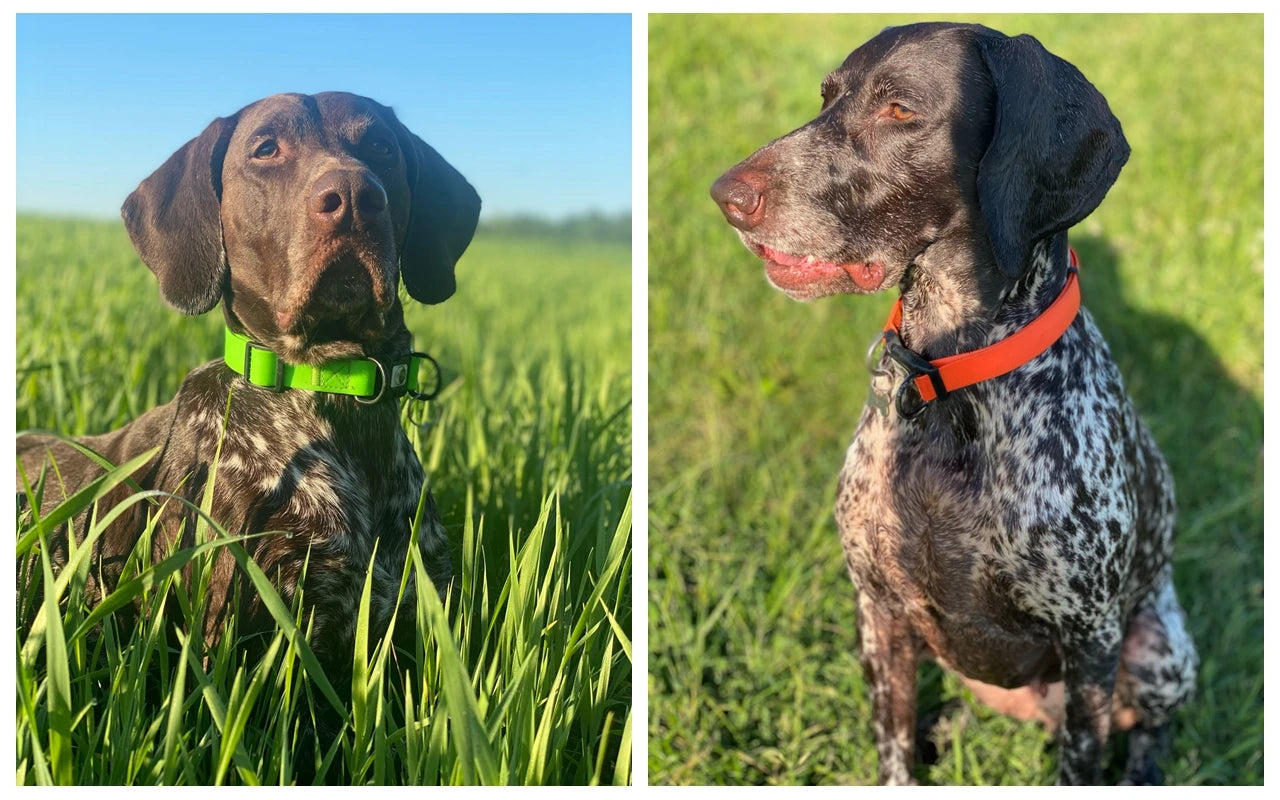 Hundeleine Hundehalsband PVC Wasserdichte Hundeleine Leinen schmutzabweisend leicht zu reinigen für große und kleine Hunde Welpenhalsband Leine Haustierprodukte