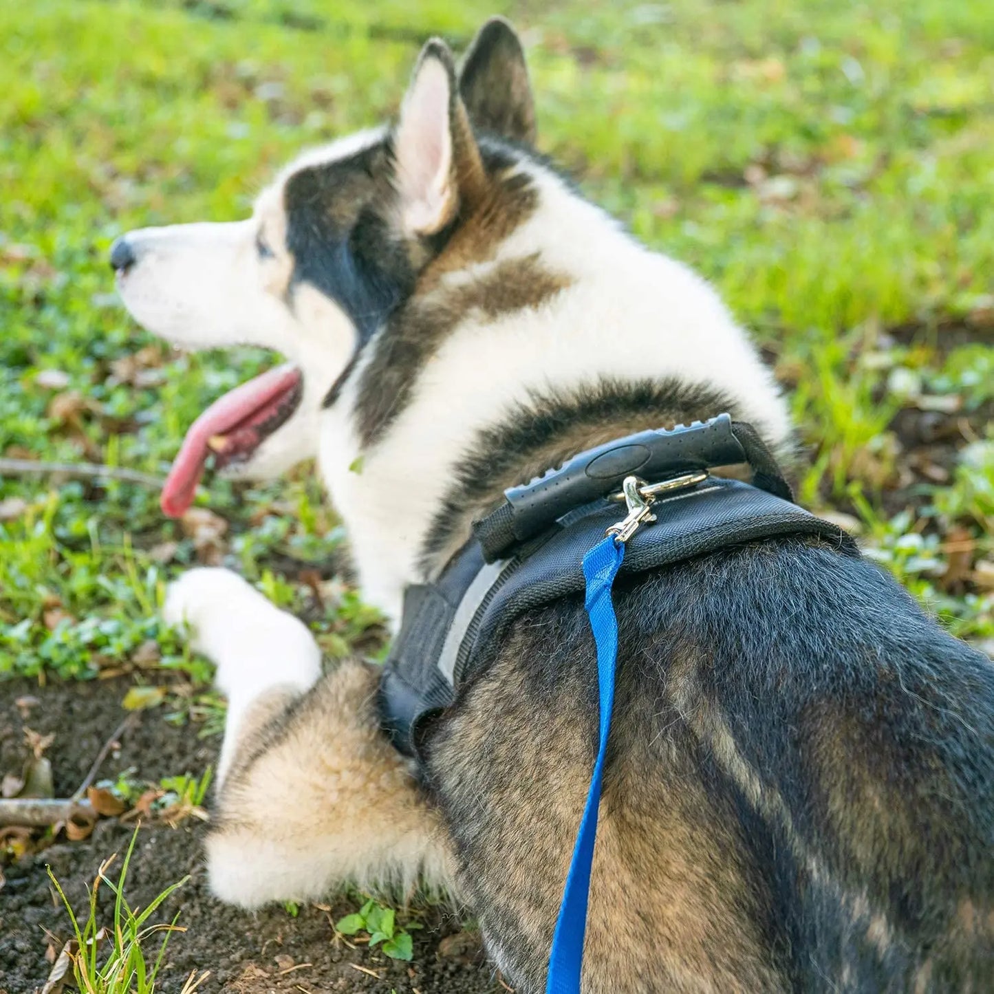 Haustierleine, 3 m, 6 m, 10 m, 20 m, 50 m, für Hundewelpen, Gehorsam, Rückruf, Training, Beweglichkeit, Trainingsleine für Training, Spielen, Camping, Hinterhof