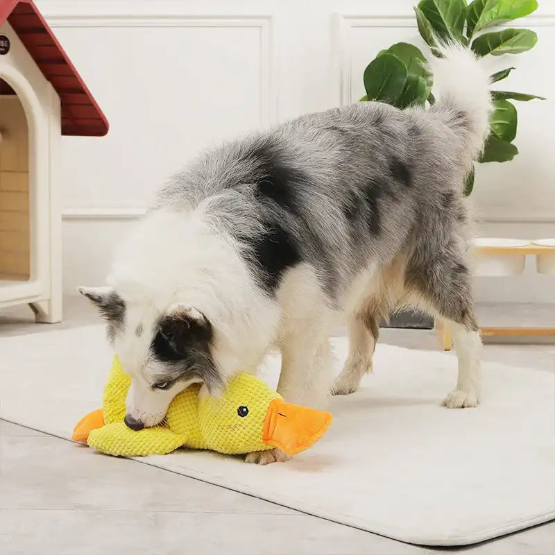 Robustes Kauspielzeug aus Plüsch mit Geräuschen für Hunde Quack-Quack-Ente Hundespielzeug